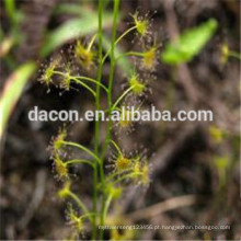 planta toda seca Sundew / corte / pó